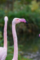 Pink flamingo with long neck in profile view