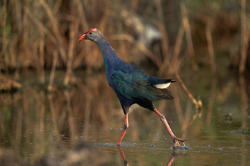 Grey-headed Swamphen at Asker Marsh, Bahrain