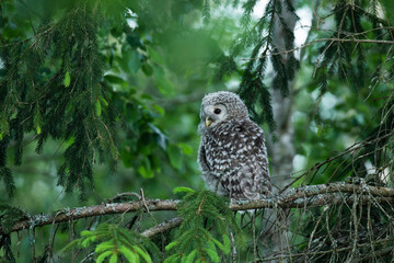 Small juvenile Ural owl, Strix uralensis, chick in a lush boreal forest in Estonian nature, Northern Europe.	