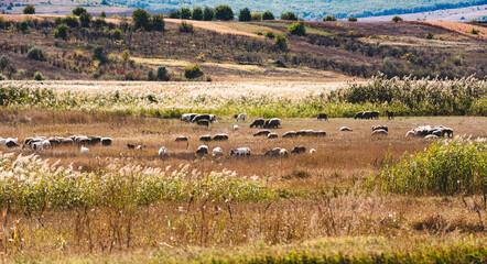 Fototapeta na wymiar A flock of sheep in the pasture. The nature of Moldova. Landscapes of Moldova. Artistic processing with copy space