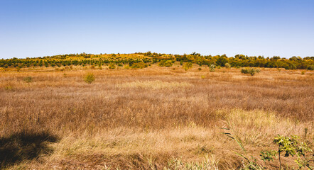 Field and blue sky. The nature of Moldova. Landscapes of Moldova. Artistic processing with copy space
