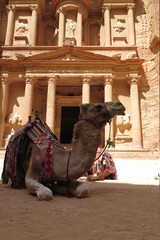 Camel in Petra, Jordan