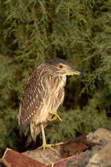 Portrait of a Juvenile Black-crowned Night heron at Asker marsh, Bahrain
