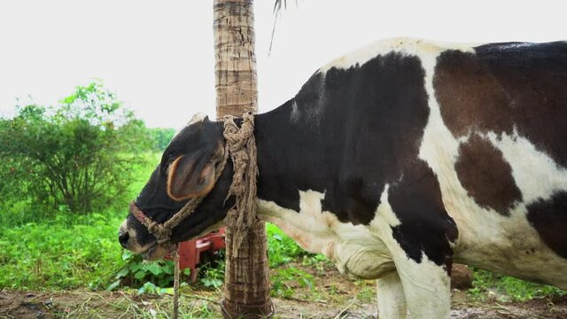 Indian cow. Cattle, or cows and bulls, are the most common type of large domesticated ungulates