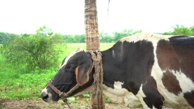 Indian cow. Cattle, or cows and bulls, are the most common type of large domesticated ungulates