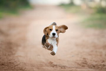 Sweet beagle puppy running at in you in the sand field