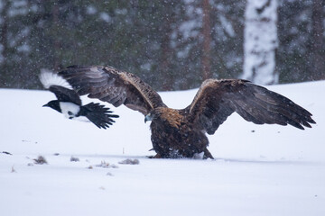 Majestic predator Golden eagle, Aquila chrysaetos, feeding on a carcass during a cold and harsh winter day near Kuusamo, Northern Finland.	