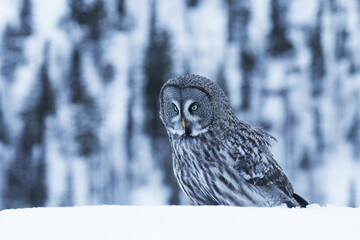 A portrait of a majestic and watchful Great Grey Owl (Strix nebulosa) in a winter wonderland of Finnish taiga forest, Northern Europe.	