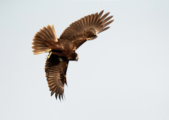 Eurasian Marsh harrier flying with full wings spread at Asker Marsh, Bahrain