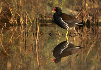 Common Moorhen at Asker marsh with reflection on water, Bahrain