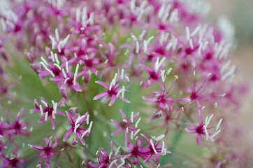 Pink Kalahari flower 1