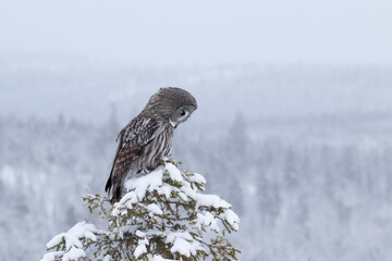 Majestic Great Grey Owl (Strix nebulosa) observing mice in a winter wonderland of Finnish taiga forest, Northern Europe.	