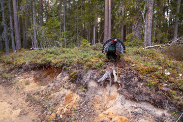 European largest grouse Western capercaillie, Tetrao urogallus standing in a boreal forest during a breeding season in Estonia, Northern Europe.	