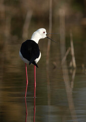 Black-winged Stilt calling at Asker Marsh , Bahrain