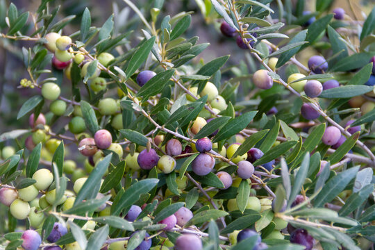 Olives of the Arbequina variety in the olive tree waiting to be harvested near the town of Mallén, province of Zaragoza in the region of Aragon (Spain)