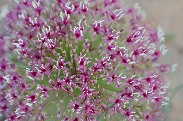 Pink Kalahari flower 5