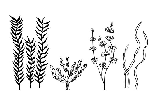 seaweed JPG illustration. hand drawing. art line. © Yevheniia