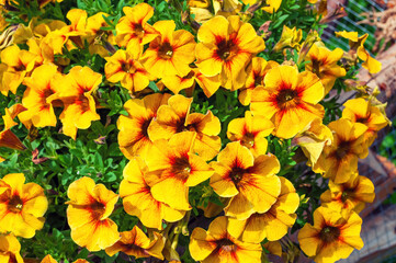 Bright yellow Petunia flowers in the garden, background.