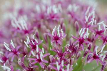 Pink Kalahari flower 6