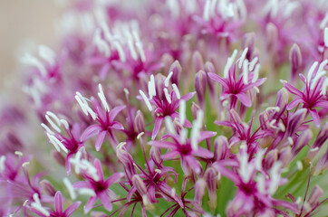 Pink Kalahari flower 7