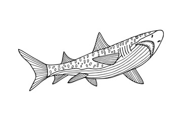 illustration of a shark. JPG