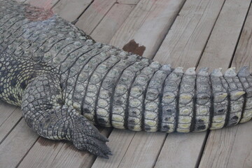 crocodile in the zoo