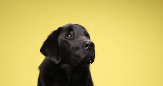 precious Labrador retriever doggy sitting on yellow background, looking up, sniffing and walking in studio