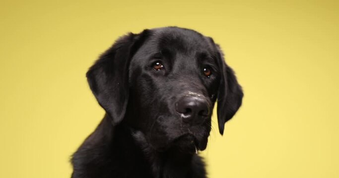 curious little Labrador retriever puppy looking up and side, yawning and panting on yellow background in studio