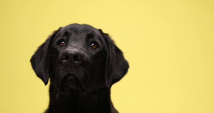 close up of  adorable Labrador retriever dog looking up and following on yellow background in studio