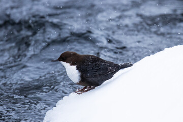 White-throated dipper, Cinclus cinclus standing on the edge of ice next to a rapid river during a cold winter day near Kuusamo, Northern Finland.	