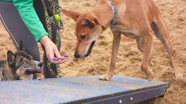 Good dog. Woman dog trainer giving a treat to mixed breed dog during the training. High quality 4k footage