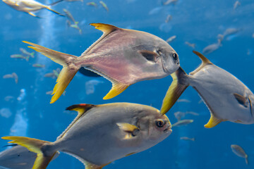 Trachinotus blochii or snubnose pompano in Atlantis, Sanya, Hainan, China.. Pompanos are marine...