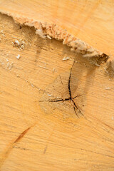 Tree ring log wood. Natural organic texture with cracked and rough surface. Close-up macro view of...