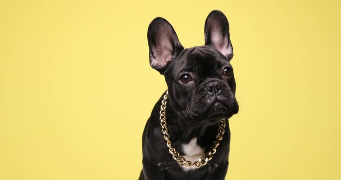 cool frenchie puppy standing with gld necklace like a boss