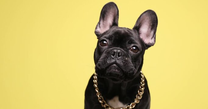 curious cute French bulldog puppy wearing golden collar and curiously looking up on yellow background in studio