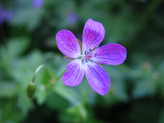 Forest geranium (Geranium sylvaticum) blooms in summer with purple flowers