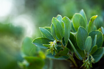 Green Manzanita bush leaves texture