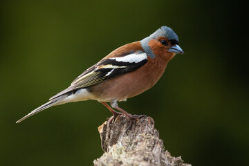 Close-up of male Common Chaffinch, Fringilla coelebs looking around in a summery coniferous boreal forest of Estonian nature, Northern Europe.	