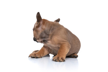 Fototapeta premium fawn french bulldog dog is hiding his face