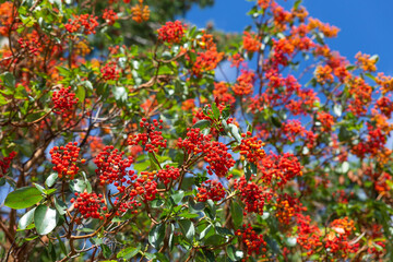 Fototapeta premium Ripe red Arbutus berries in the sunshine