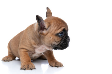 cute fawn french bulldog dog looking to his side