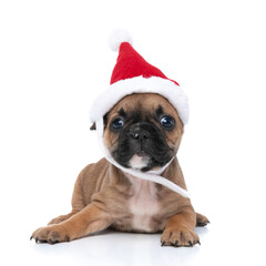 adorable french bulldog dog wearing a christmas hat