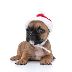 french bulldog dog is posing with his christmas hat on