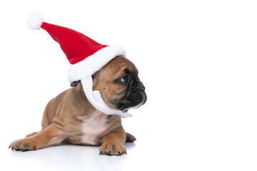 french bulldog dog with christmas hat is looking to side