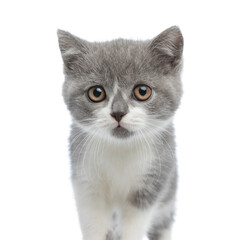 extremely adorable british shorthair cat looking at the camera