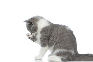 Fototapeta na wymiar beautiful british shorthair cat cleaning her paw