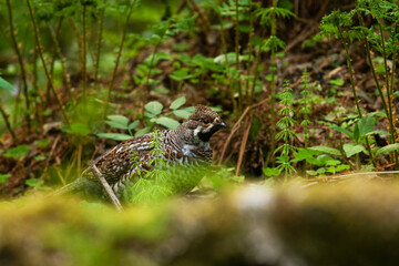A male Hazel grouse, Tetrastes bonasia in a green, lush and old boreal forest during spring...