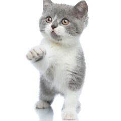 sweet british shorthair cat striking something with her paw