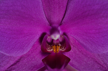Orchidee Blühte im herrlichen Farbton 