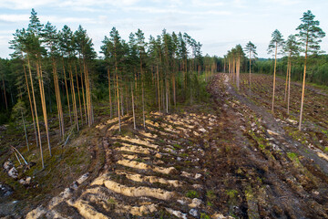 Fototapeta na wymiar An aerial of clear-cut area after mineralizing the soil to prepare it for new young trees in Estonia, Nortern Europe. 